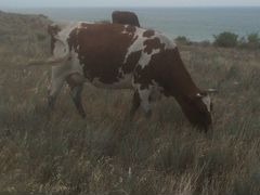 Продаются коровы