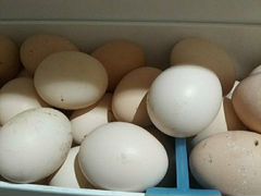 Яйцо куриное инкубационое