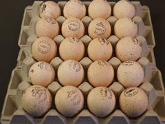 Инкубационное яйцо индейки(бройлер)