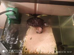 Краснаухие черепахи в месте с аквариумом