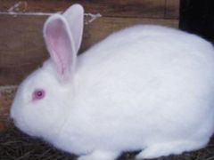 Кролики породы Паннон