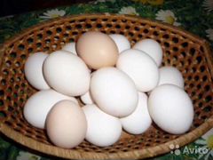 Продаются домашние яйца