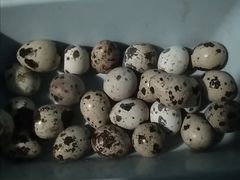 Перепелиные яйца на инкубацию