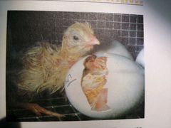 Продам яичных цыплят Род Айленд