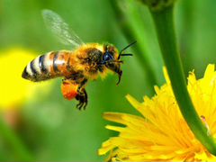 Пчёлы, пчелосемьи