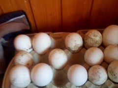 Яйцо гусинное инкубационное
