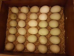 Яйца утиные китайская утка бегун