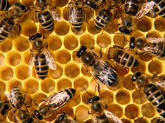 Пчелы, пчелопакеты, семьи (Дадан)