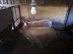Свиньи домашние живым весом