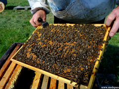 Пчёлы, пчелопакеты