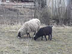 Овци Баранина