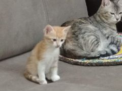 Отдам малышей (рыженький и серенький) оба котика
