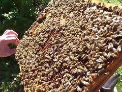 Продаются пчёло-семьи