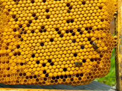 Пакеты пчёл Карпатянка