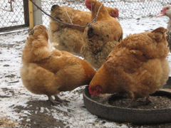 Инкубационные куриные яйца породы Фокси Чик