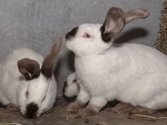 Кролики Калифорниец-Фландр, кросс