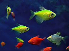Рыбки аквариум.тернеция цв, моллинезии,креветки