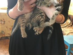 Котята от мраморной британской кошки окраса тобби