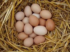 Инкубационное яйцо породы брама