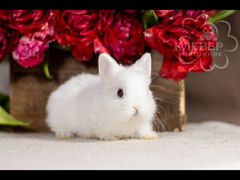 Продам белого мини декоративного кролика, приобрет