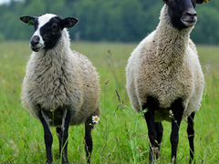 Продаю овец романовской породы