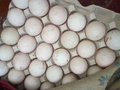 Обмен утиные инкубационые яйца на куриные инкубаци