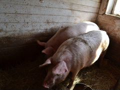 Домашние свиньи живым весом