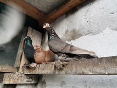 Продам узбекских бойных голубей