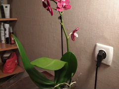 Орхидея фаленопсис комплект