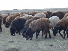 Курдючные чёрные бараны, овцы, ягнята