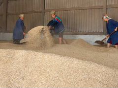 Пшеница. 4 кл. 50 тонн