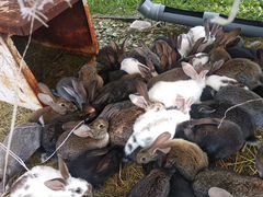 Кролики от 2 месяцев до 8месяцев калифорнийцы белы