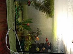 Рыбки и аквариум