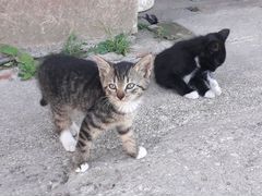 Милые котята от кошки-крысолова ждут новых хозяев