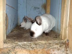 Кролики И крольчата