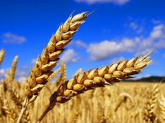 Пшеница урожая 2020 года