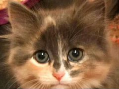 Шикарный котенок-девочка, 3 месяца