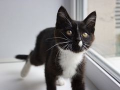 Котёнок-девочка Орео, 3 месяца