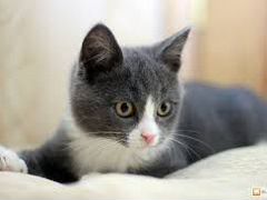 Серый котёнок, мальчик ищет тёплый дом