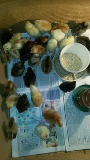 Продам домашних цыплят от кур-несушек