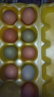 Инкубационное яйцо кур с цветными яйцами