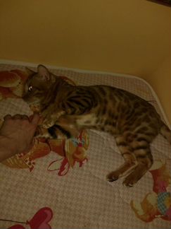 Бенгальский котик ищет кошечку