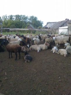 Бараны Овцы романовские, курдюки, местные породы