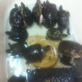 Красноухии черепахи -10 шт,от средних до больших