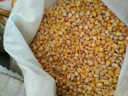 Пшеница, корма, кукуруза