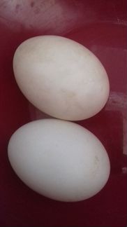 Продаю яйца индоутки для инкубации