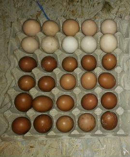Яйцо инкубационное Маран