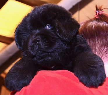 Продаётся щенок Ньюфаундленда 1,7 месяцев. Кобель