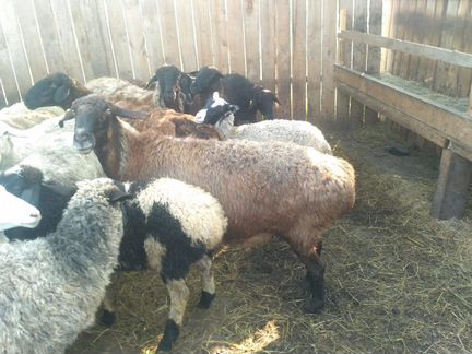 Овцы и бараны курдючные и другие породы