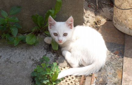 Белая кошечка - 3 месяца